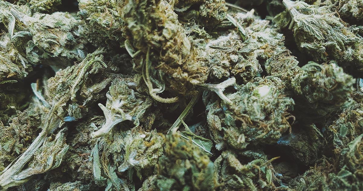 Cannabis-flower