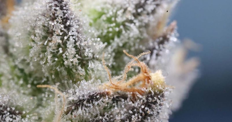 crystals on cannabis plant