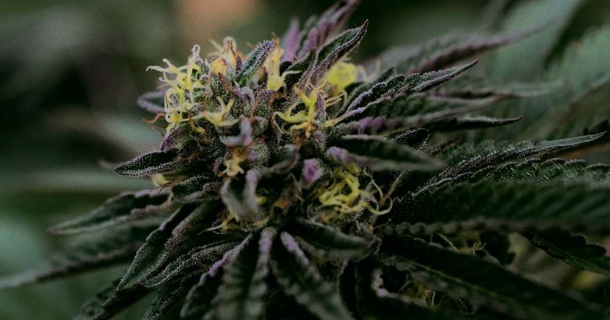 purple flowering cannabis plant