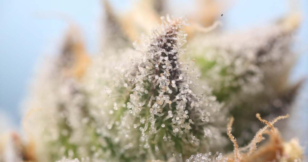 terpenes-on-cannabis-plant