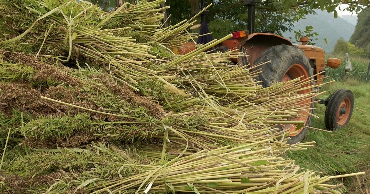 Bundles of Hemp Plants