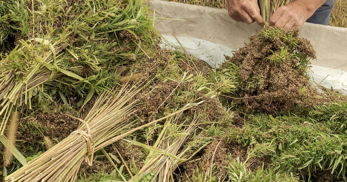 Bundles of Hemp Stalk