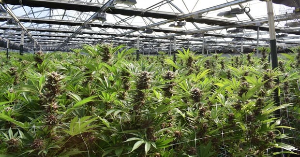 cannabis crop