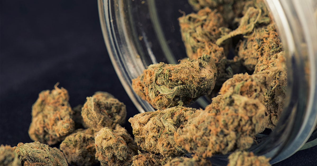 Cannabis buds in glass jar