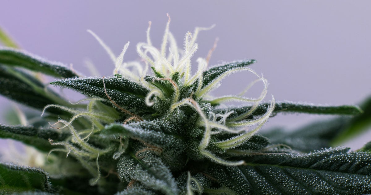 Cannabis medical flower