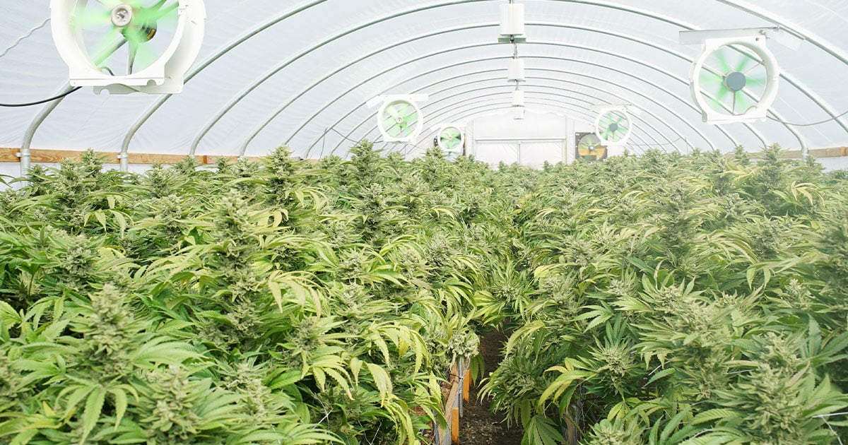 Commercial marijuana greenhouse operation