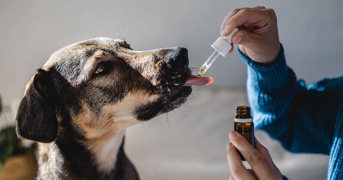 Dog taking cbd through droplet