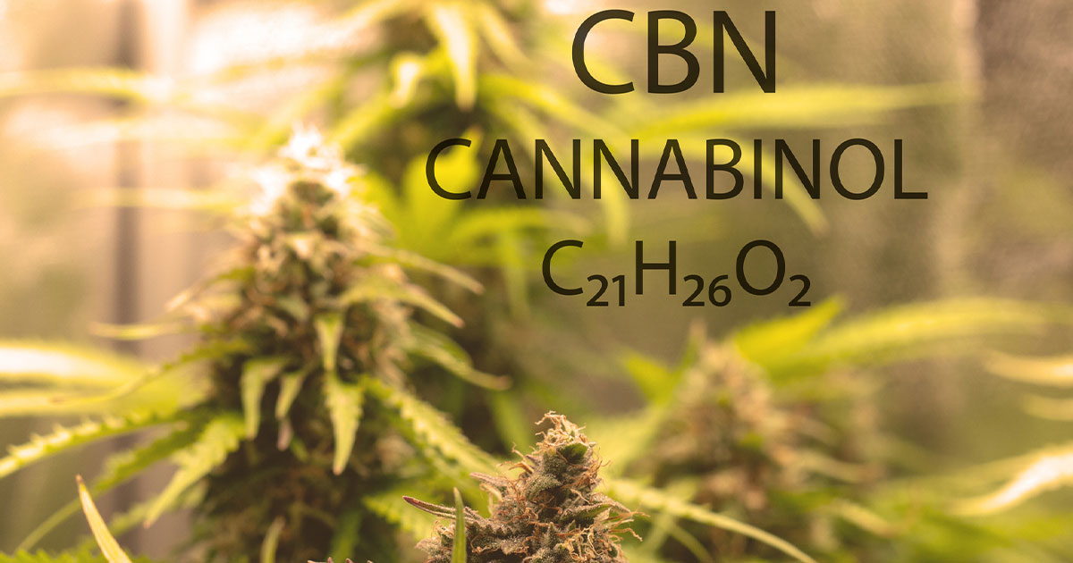 Exploring The Power Of CBN: 10 Health Benefits Of Cannabinol (CBN)