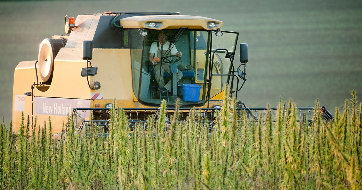 Hemp Field Harvesting