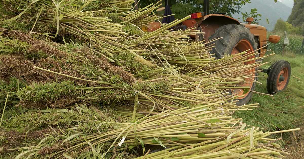 Hemp Plant Bundles