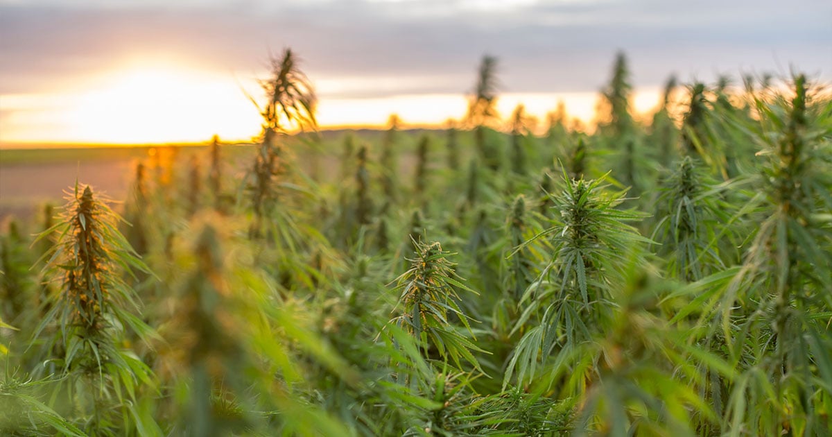 Hemp Plants In Field