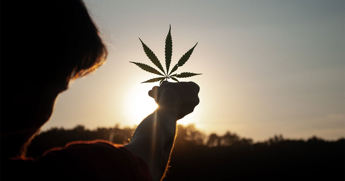 holding up marijuana leaf to sun