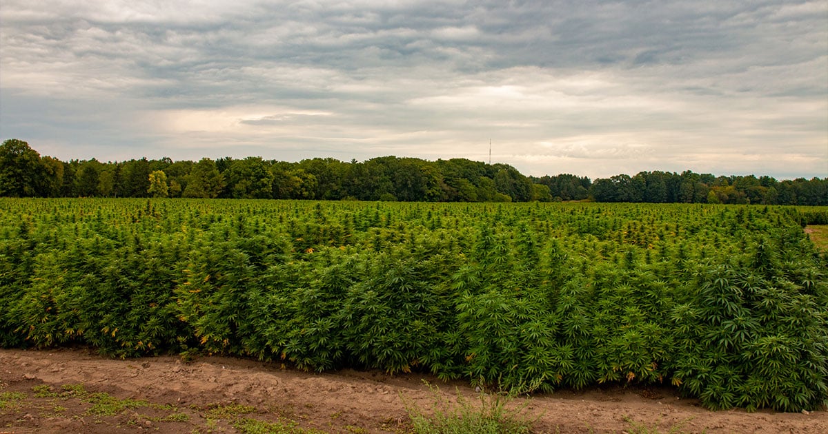 Industrial Hemp Field