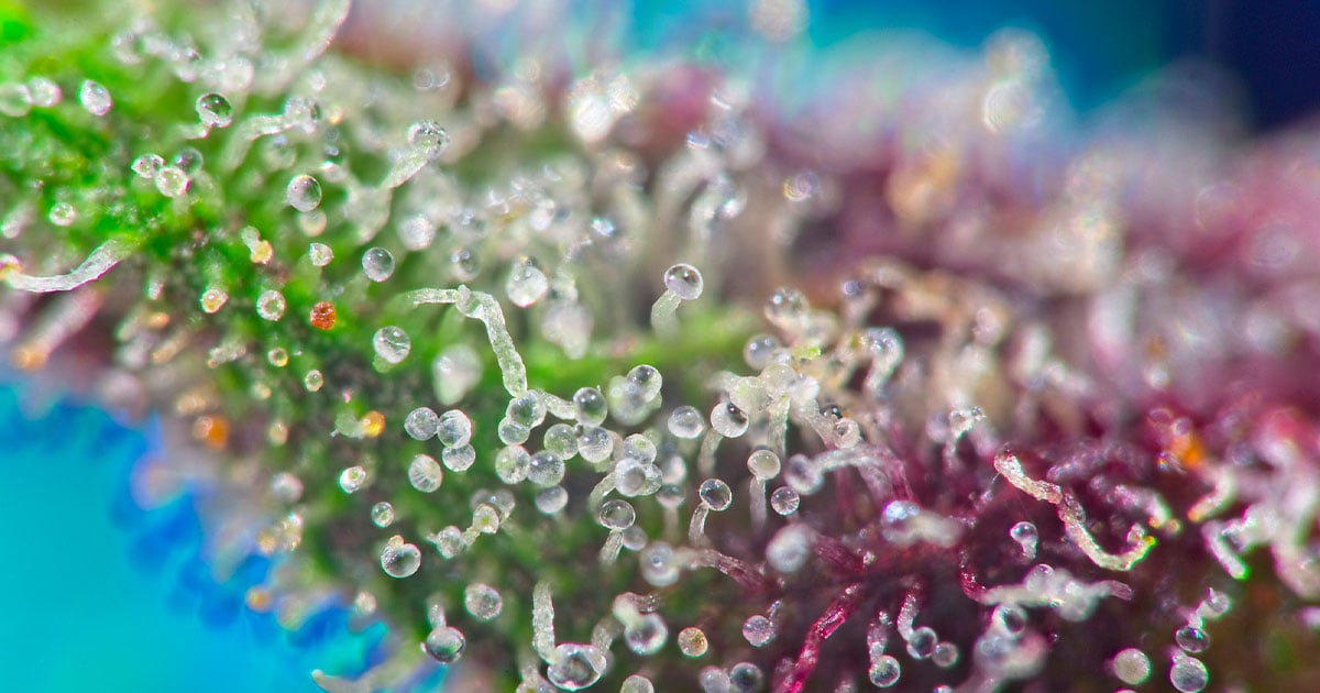 Macro of cannabis trichomes