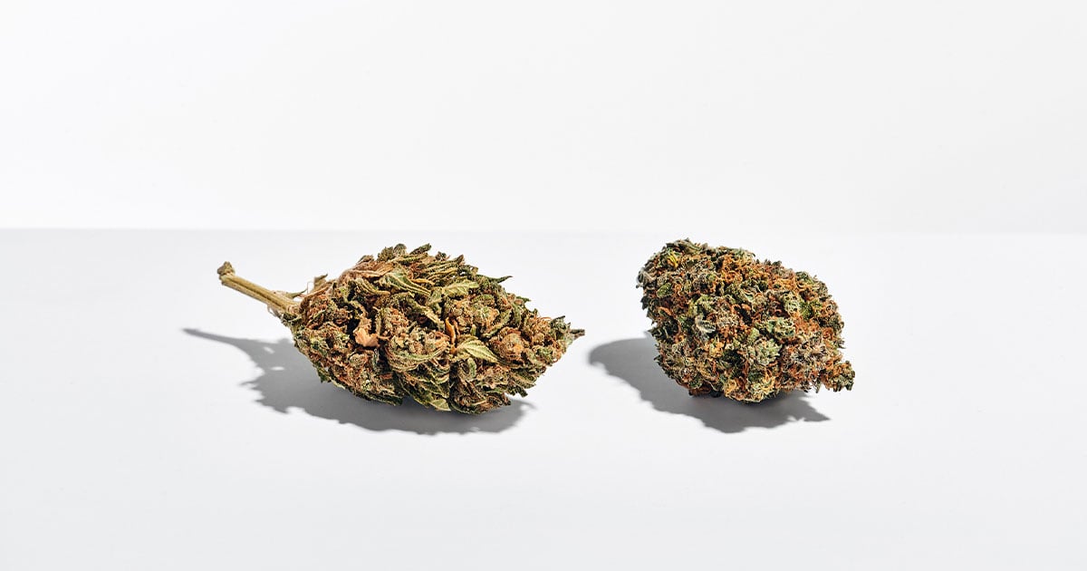 marijuana and cannabis on white background