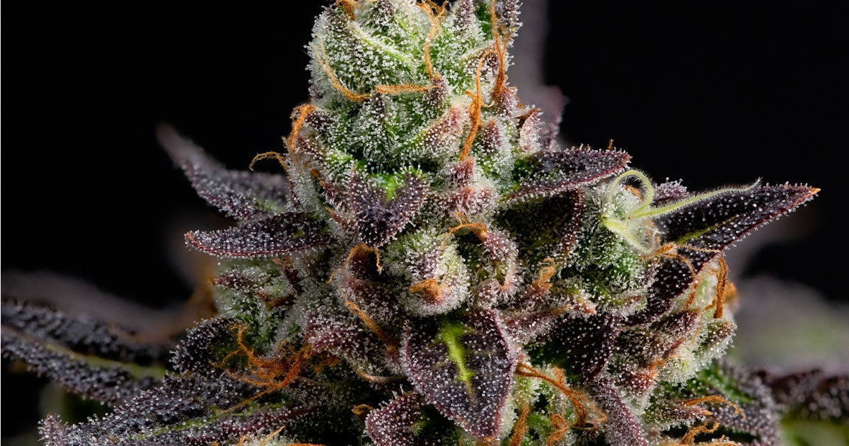 Multicolored cannabis strain