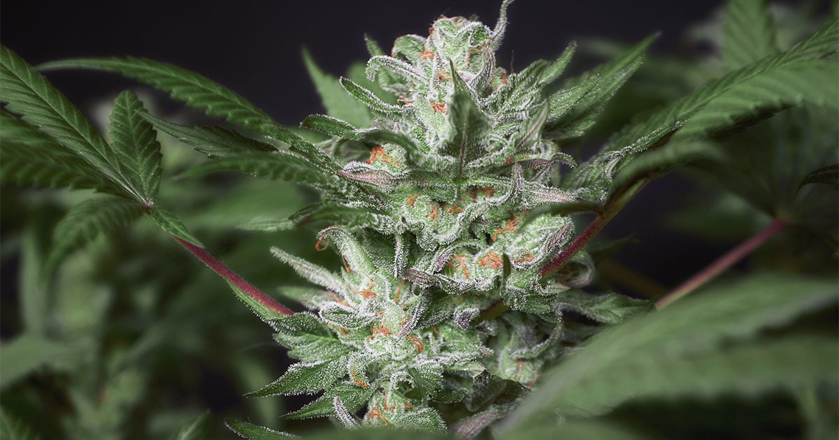 ripe cannabis bud with trichomes