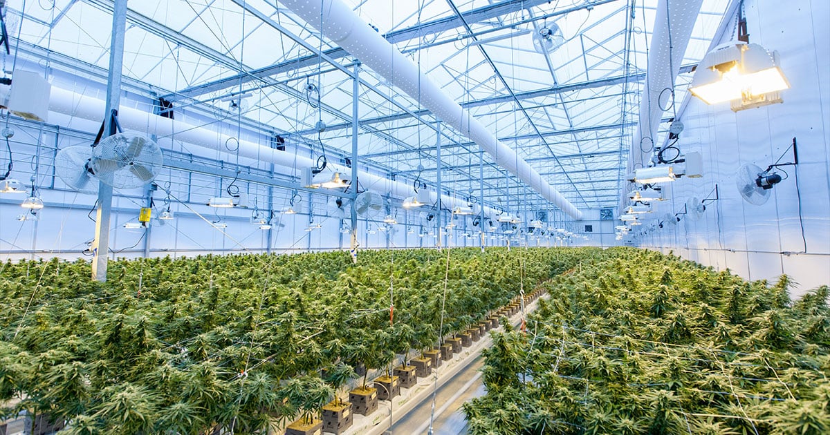 Rows of hydroponic plants